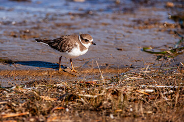 Semipalmated Plover (Charadrius semipalmatus) on the shore