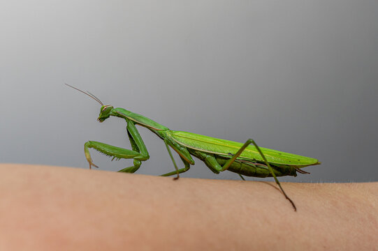 modliszka zwyczajna (Mantis religiosa) na ręce człowieka