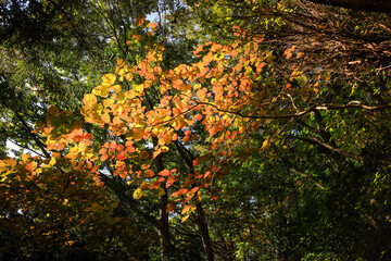 leaves