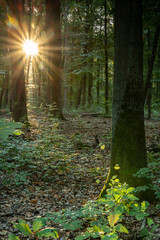 promienie słońca między drzewami jesiennego lasu w Europie © Henryk Niestrój