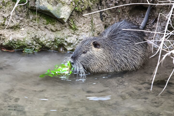 Nutria im Wasser, Myocastor coypus