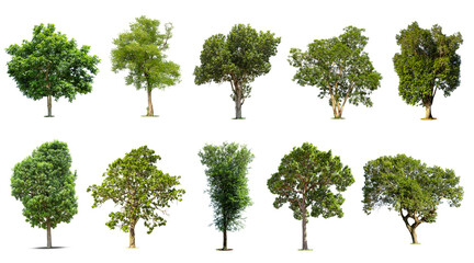 Collection of   trees  Isolated  on white background,   Exotic tropical tree for design.