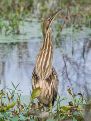 An American bittern with its long neck stretched out and the pattern of its feathers showing.