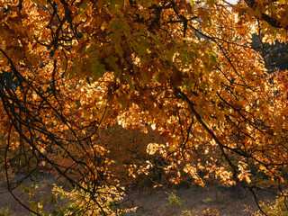 Promienie słoneczne przenikające przez brązowe liście dębu.