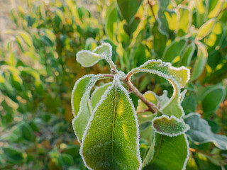 Mroźny, jesienny poranek na łące. Liście krzewów, suche rośliny, trawa pokryte są kryształkami szronu. Jest słoneczny dzień. © boguslavus
