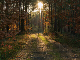 Leśna droga oświetlona światłem zachodzącego słońca. © boguslavus