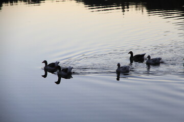 ducks on the beach