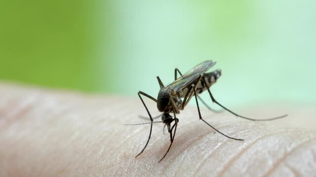 Aedes aegypti Mosquito. Close up a Mosquito sucking human blood,