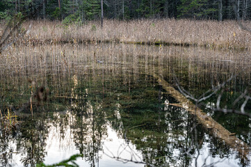 Reflection on pond