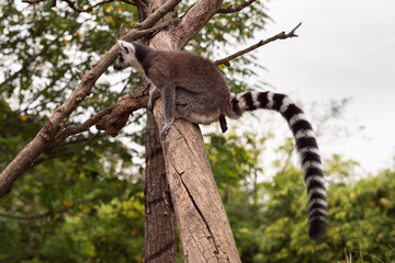 Ring Tailed Lemur among the branches of a tree in a bio park, while excreting the feces.