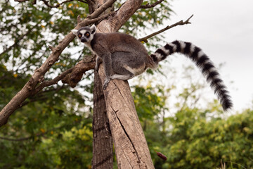 Ring Tailed Lemur among the branches of a tree in a bio park, while excreting the feces.