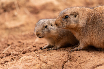 Naklejka na ściany i meble Close-up of a Pair of Prairie Dogs (Cynomys) in a biopark exchanging loving effusions during courtship.