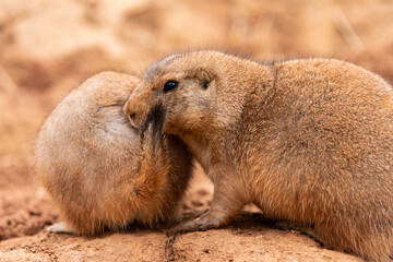 Profile and rear view of two specimens of Prairie Dogs (Cynomys) in a biopark.