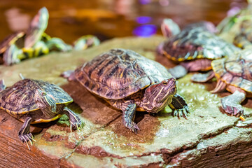 Cheerful red-eared turtles under human care. Helping wild animals.