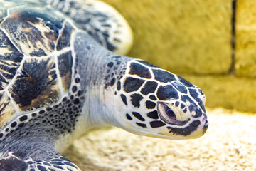 Sad turtle in the zoo aquarium. Animals in captivity.