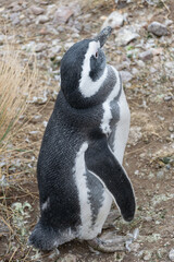 Fototapeta premium pingüino