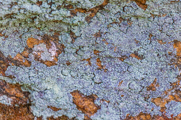 Stone rock texture with green moss and lichen in Brazil.