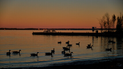 Naklejka premium sunset over the lake in October golden hour with ducks swimming