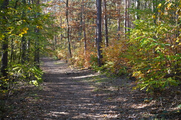 Obraz premium Sonnige herbstlicher Waldwanderweg in Berlin