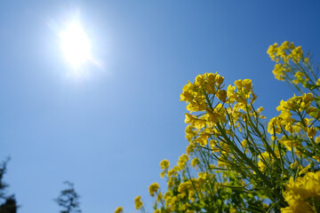 ごきげんな菜の花