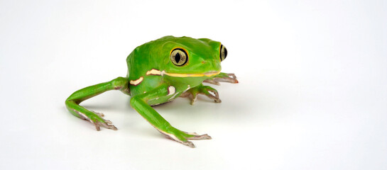 Warziger Lemurenfrosch // Waxy monkey tree frog (Phyllomedusa sauvagii)