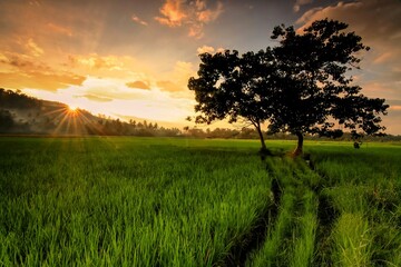 Fototapeta premium sunset in the field