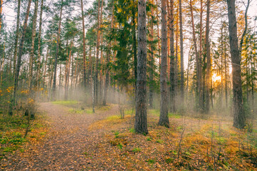 Fototapeta premium Path in autumn forest at dusk