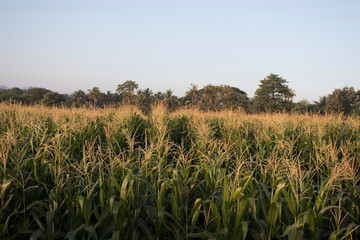 landscape corn field in the morning.