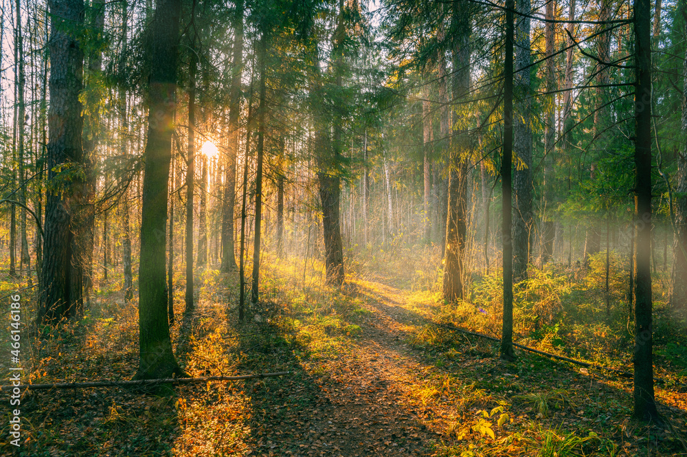 Wall mural path in autumn forest at dusk
