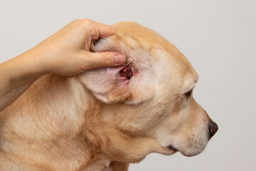 Ear infection in a dog. Allergies in animals.