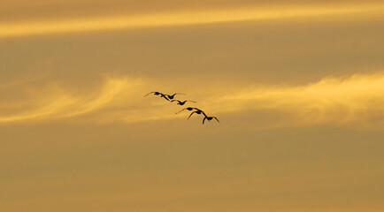 Graugänse am Abendhimmel