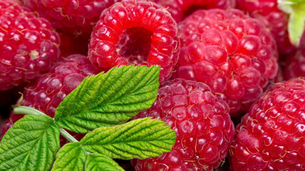 Background delicious raspberries