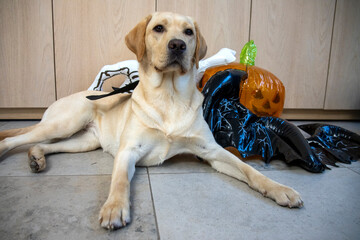 Halloween met labrador
