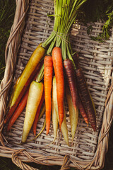 Directly Above shot of Multi colored carrots