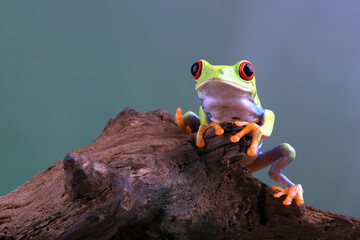 Red eyed tree frog on logs