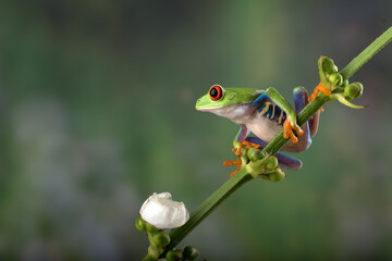 Red-eyed tree hanging on the tree branch