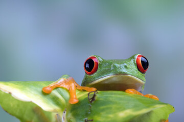 Close up of  a red-eyed tree frog