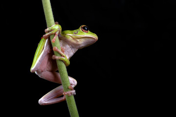 white-lipped tree frog perched on a flower