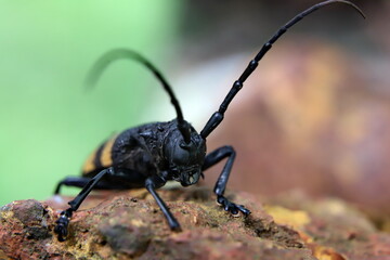 macro of a bug  