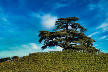 the majesty of the cedar of Lebanon in La Morra, in the Piedmontese Langhe on a warm autumn day...
