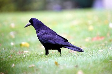 The rook (Corvus frugilegus) is a member of the Corvidae in the passerine order of birds.