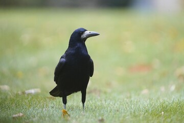 The rook (Corvus frugilegus) is a member of the Corvidae in the passerine order of birds.