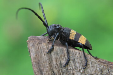 bug on a wood