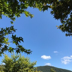 tree and sky