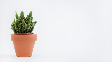 Cactus pot isolated on a white background and brown clay pot, view with copy space for input the text. Designer workspace on the office table, Green Cactus Flower.