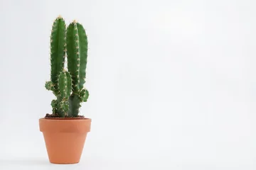 Glasschilderij Cactus in pot Cactuspot geïsoleerd op een witte achtergrond en bruine kleipot, weergave met kopieerruimte voor het invoeren van de tekst. Designer werkruimte op de kantoortafel, Green Cactus Flower.