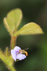 fly on a flower