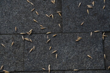 Ripe cereal grains on the pavement of large gray slabs. Background, design.