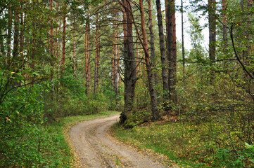 Fototapeta na wymiar Forest landscape. View of a dirt road in the forest. A bend in the road. Summer day in the forest.