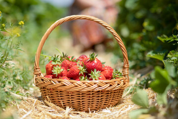 Fototapeta na wymiar Asian beautiful woman is picking strawberry in the fruit garden on a sunny day. Fresh ripe organic strawberries in a wooden basket, Filling up a basket full of fruit. Outdoor seasonal fruit picking.